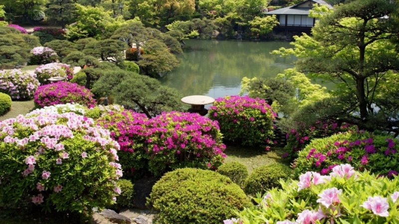 растения японского сада
