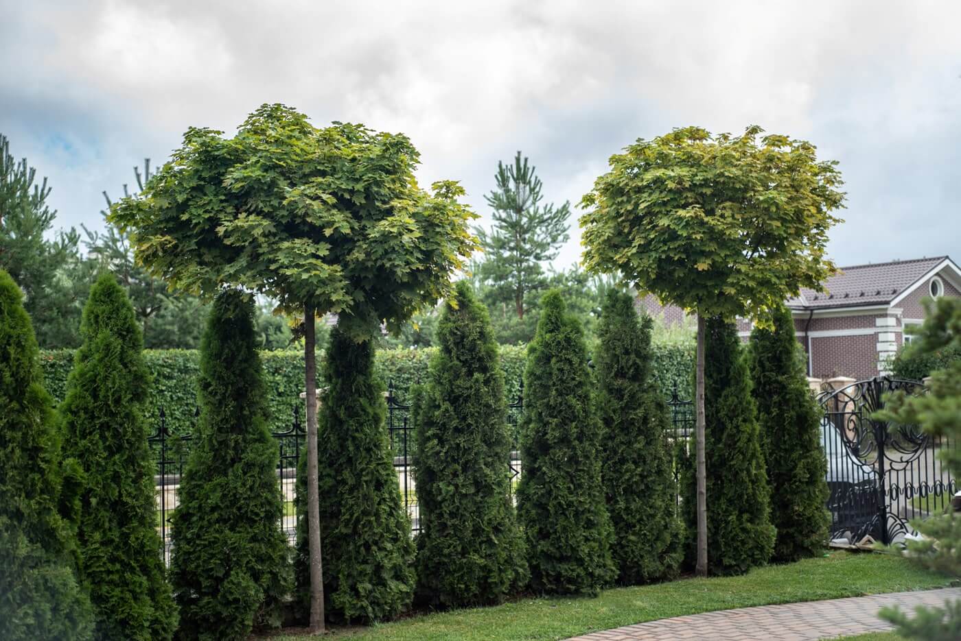 Деревья - крупномеры из Европы