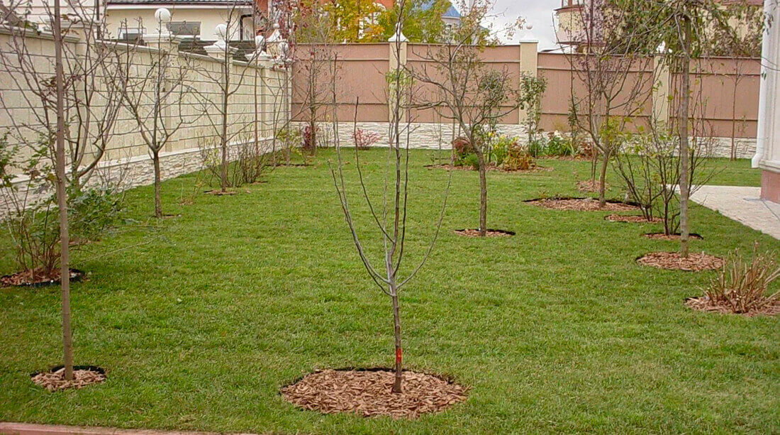Посадка деревьев и кустарников