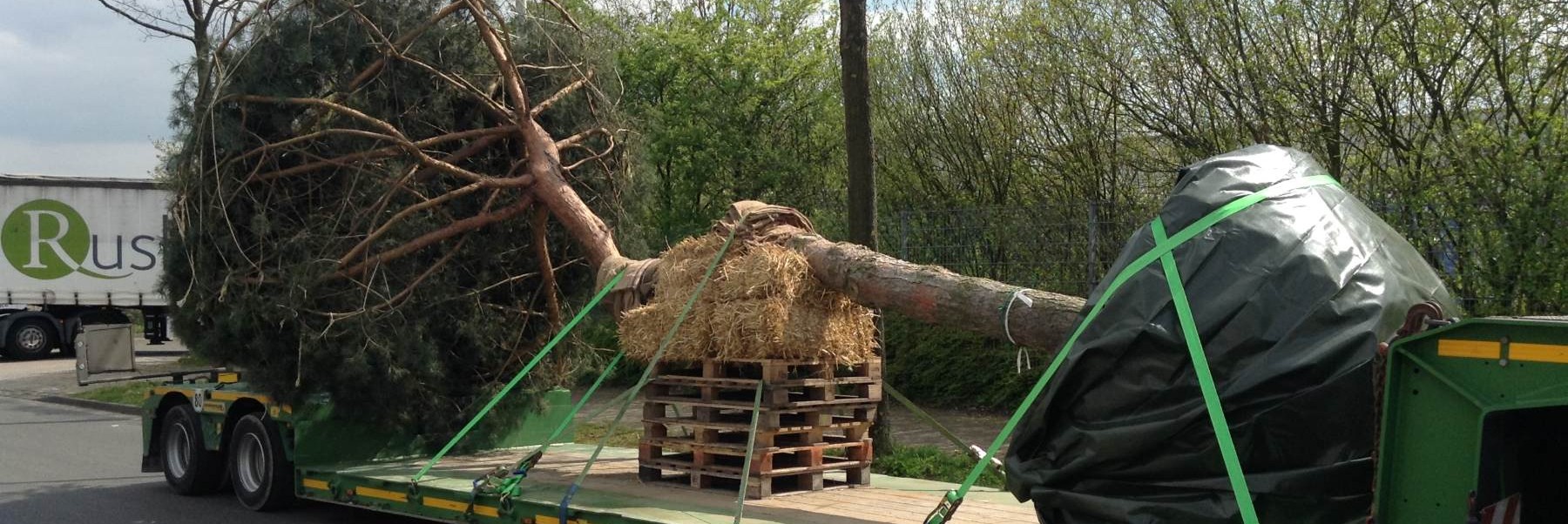 Посадка деревьев и кустарников