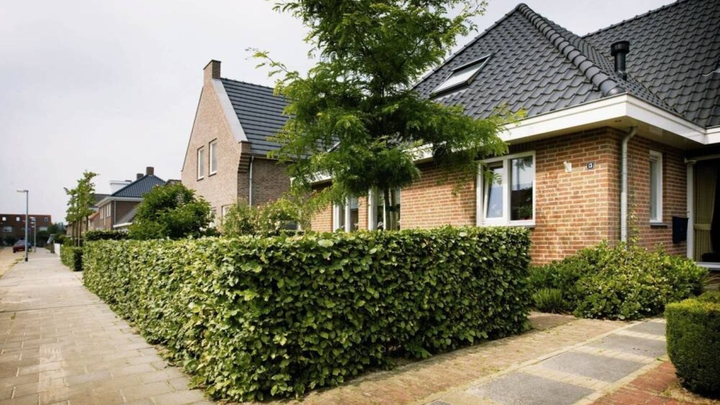  стриженая изгородь на маленьком участке