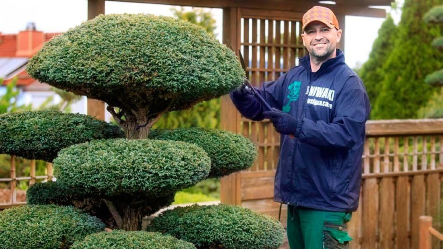 небольшой ниваки - солитер для крошечного участка