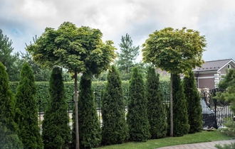 Деревья - крупномеры из Европы