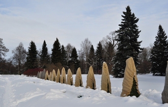 Укрытие хвойных растений на зимний период