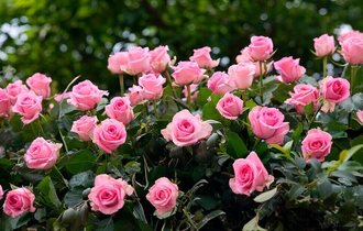 Зимнее укрытие роз