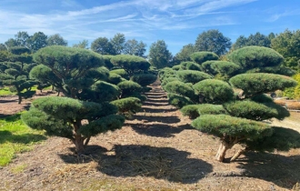 Садовый бонсай 盆栽 или Ниваки