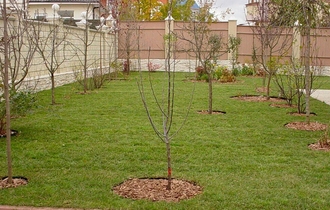 Посадка деревьев и кустарников