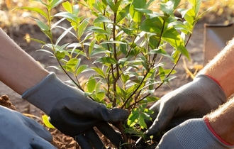 Посадка деревьев и кустарников