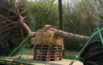 Посадка деревьев и кустарников